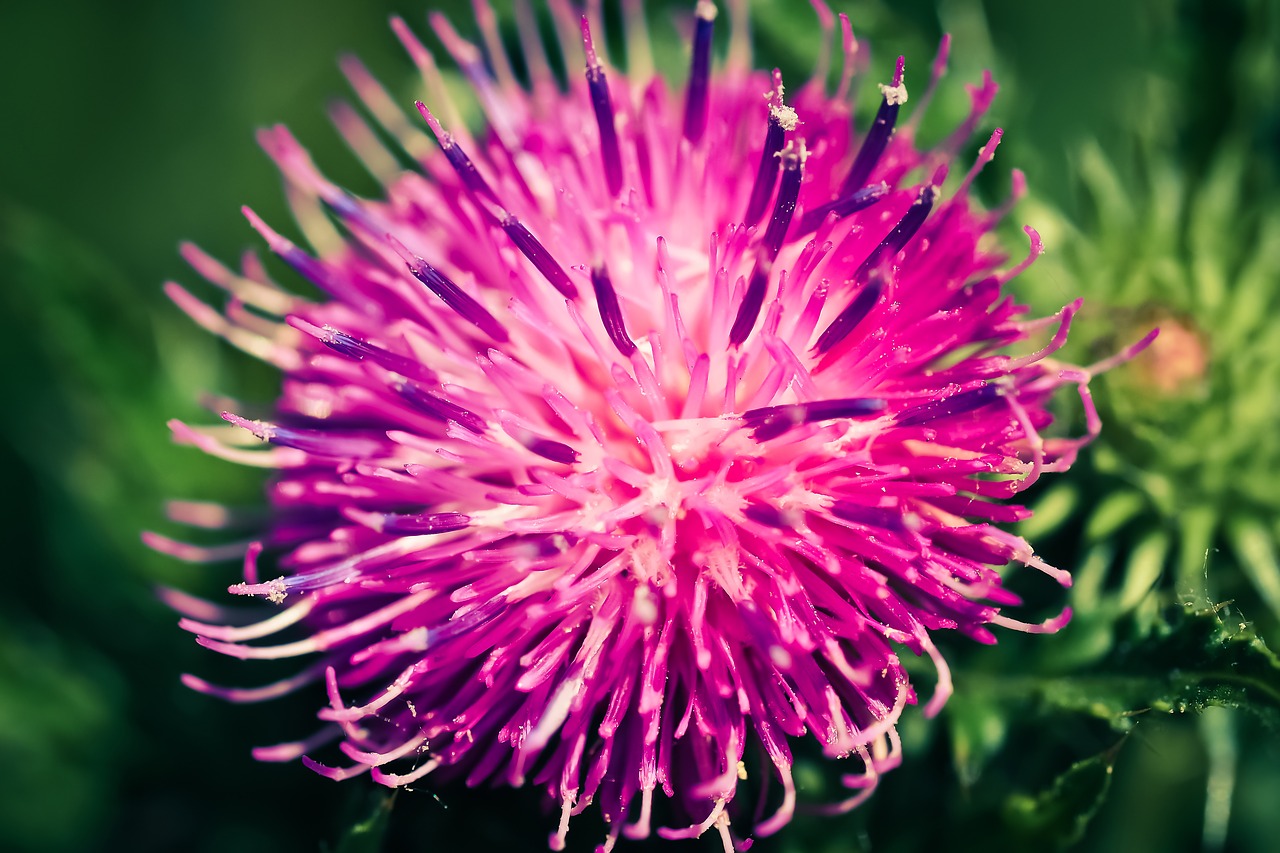 Image - thistle blossom bloom prickly