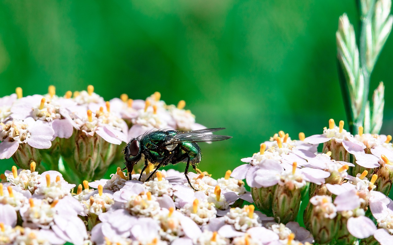 Image - goldfliege lucilia sericata fly