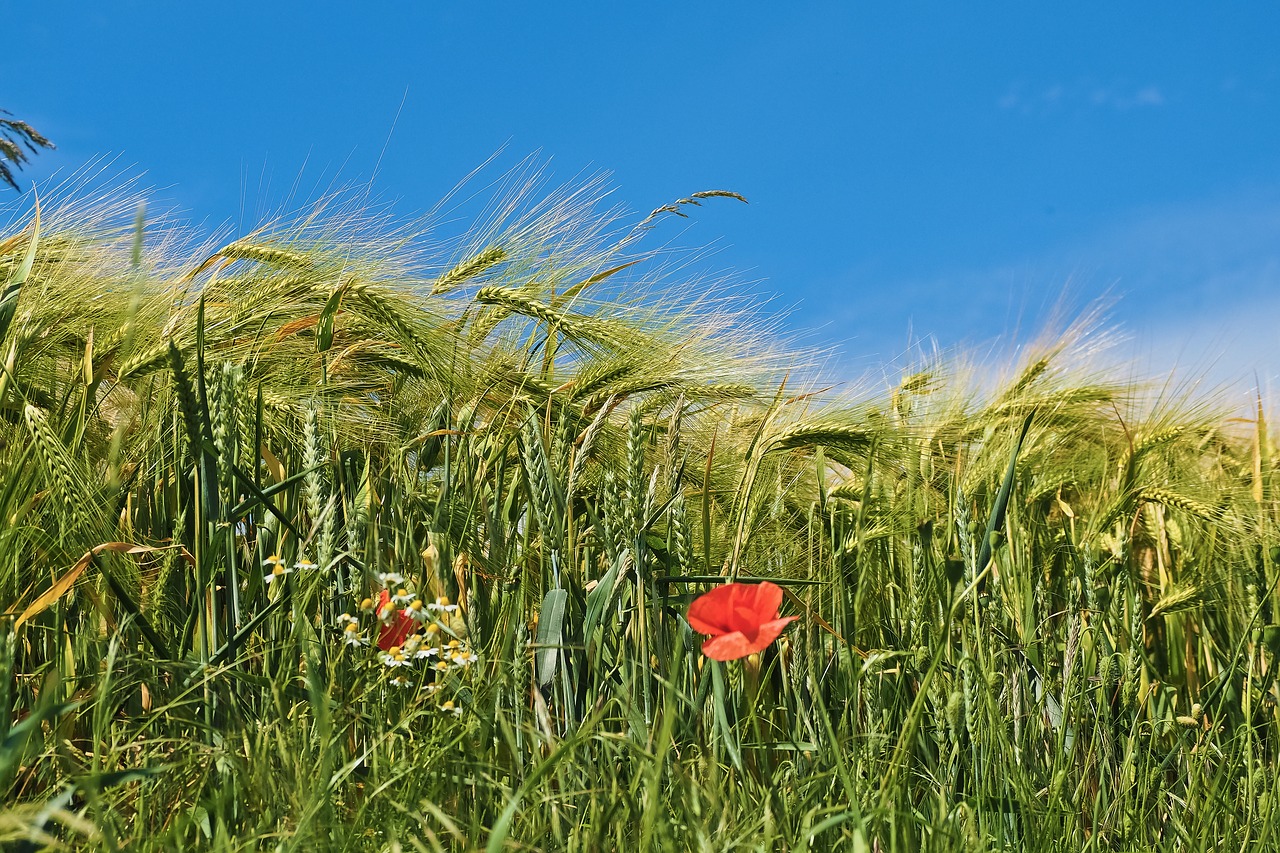 Image - grain cornfield field cereals