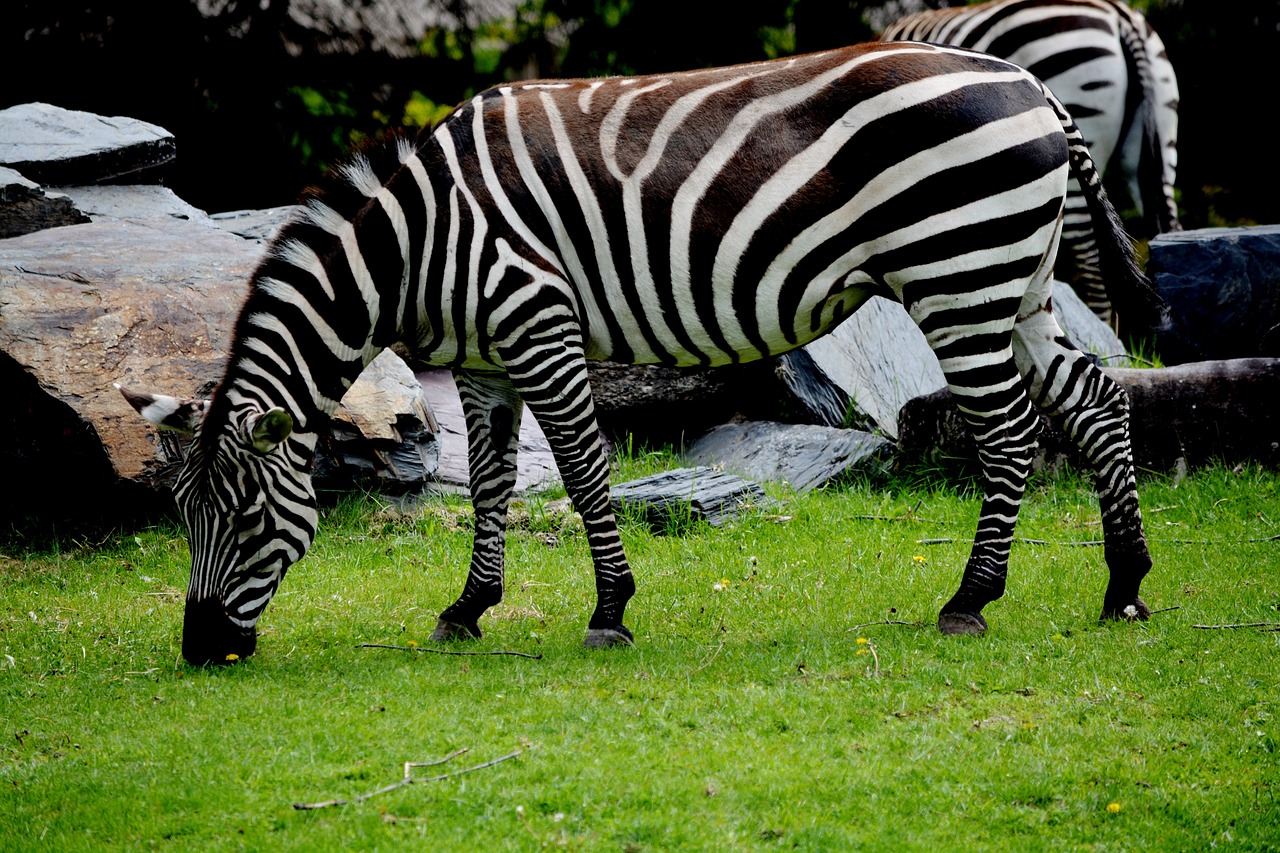 Image - zebra zoo animal african animals