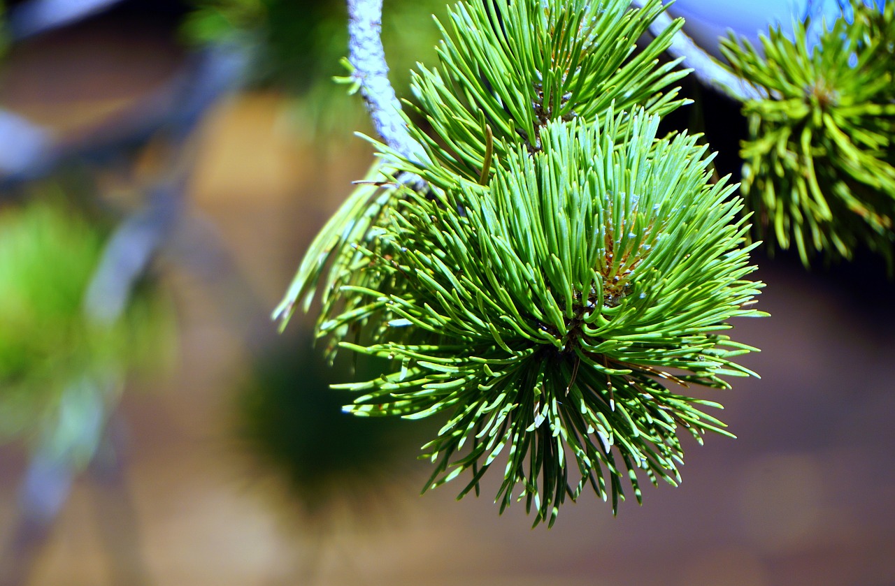 Image - pine leaves nature green texture