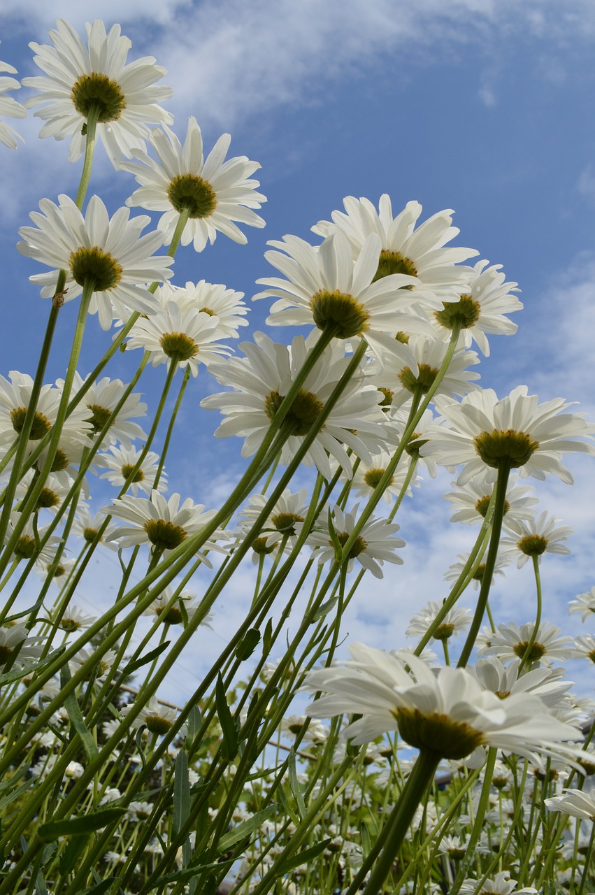 Image - chamomile daisy flowers flower