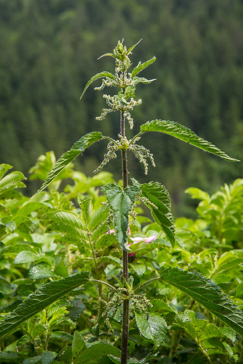 Image - stinging nettle wild plant