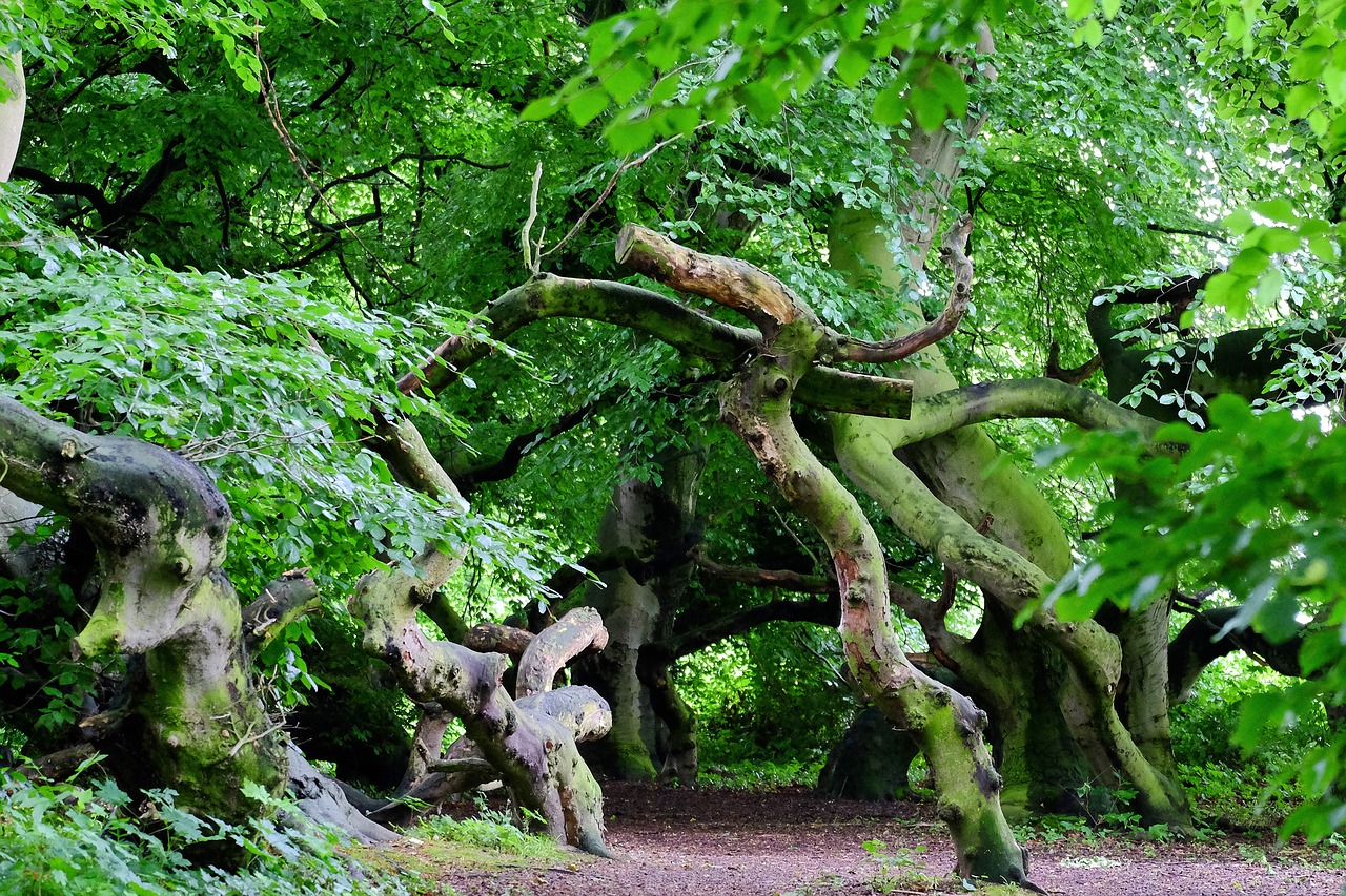 Image - beech wood avenue trail book