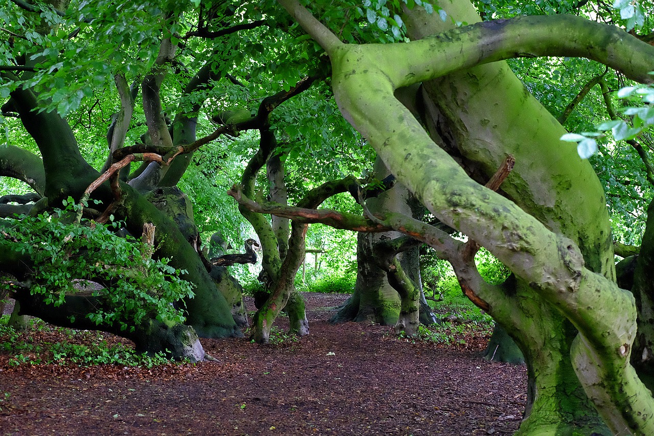 Image - book beech wood avenue nature