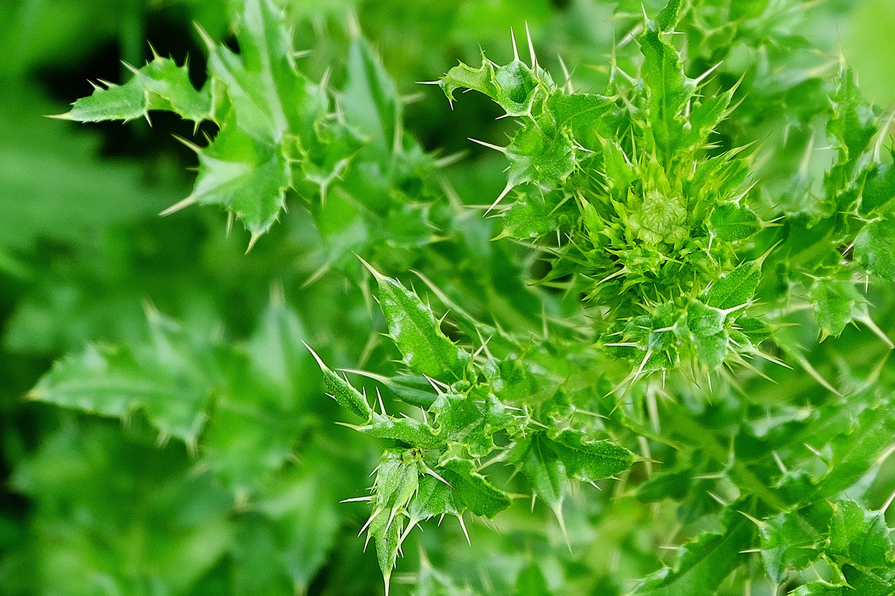 Image - thistle green wild flowers field
