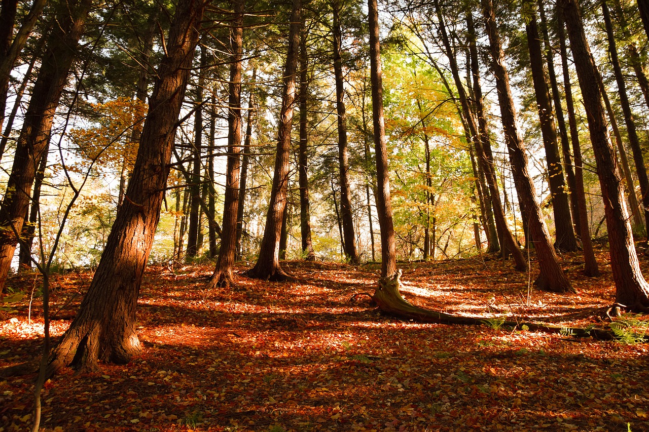 Image - fall autumn colors forest foliage