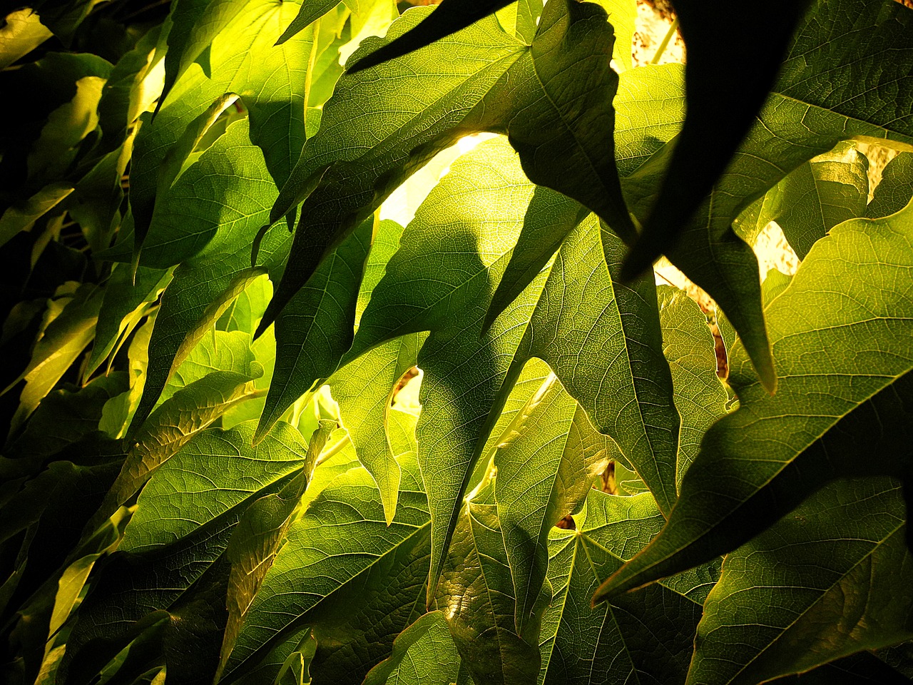 Image - foliage grape leaves grape green