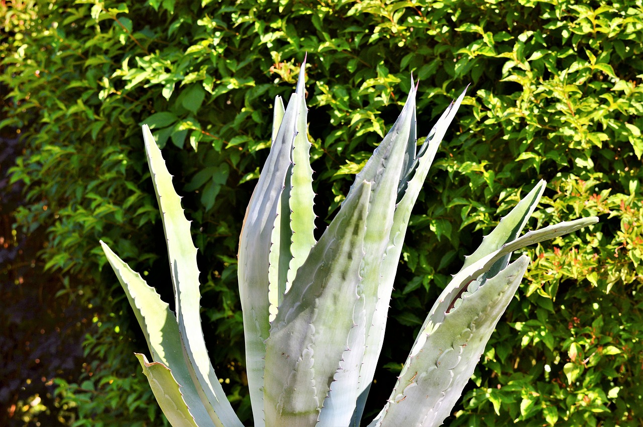 Image - agave cactus spur prickly