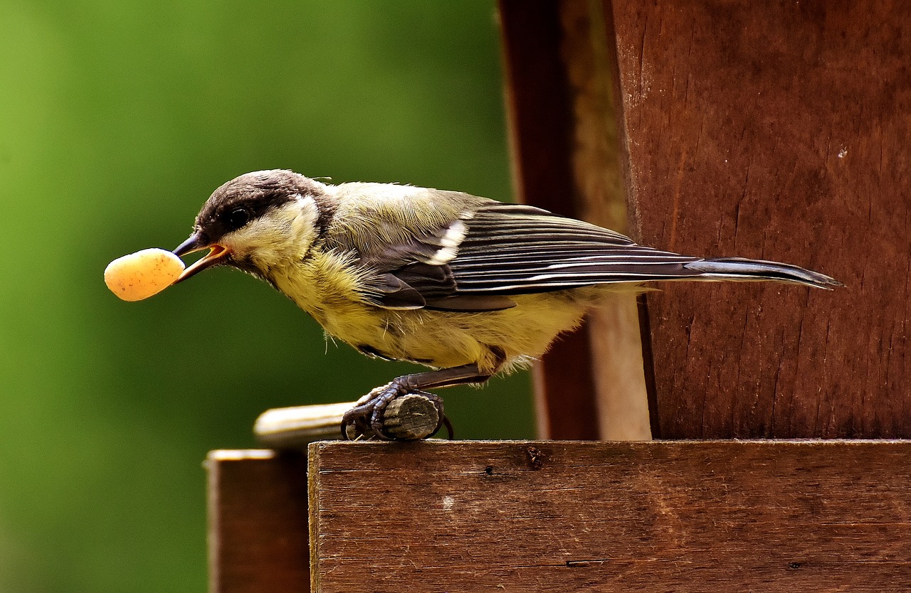 Image - tit food peanuts feed bird nature