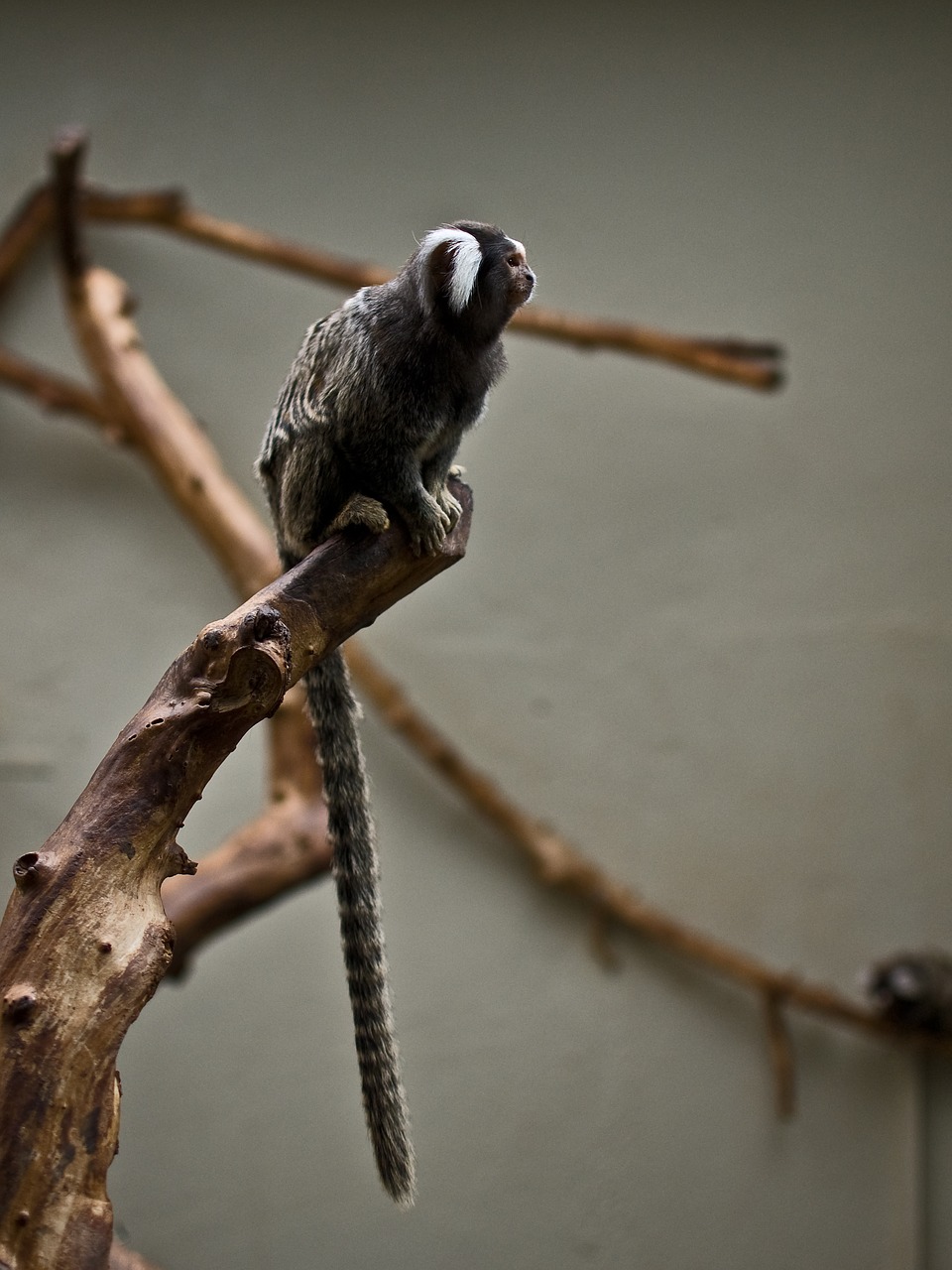 Image - monkey zoo sad caught animal