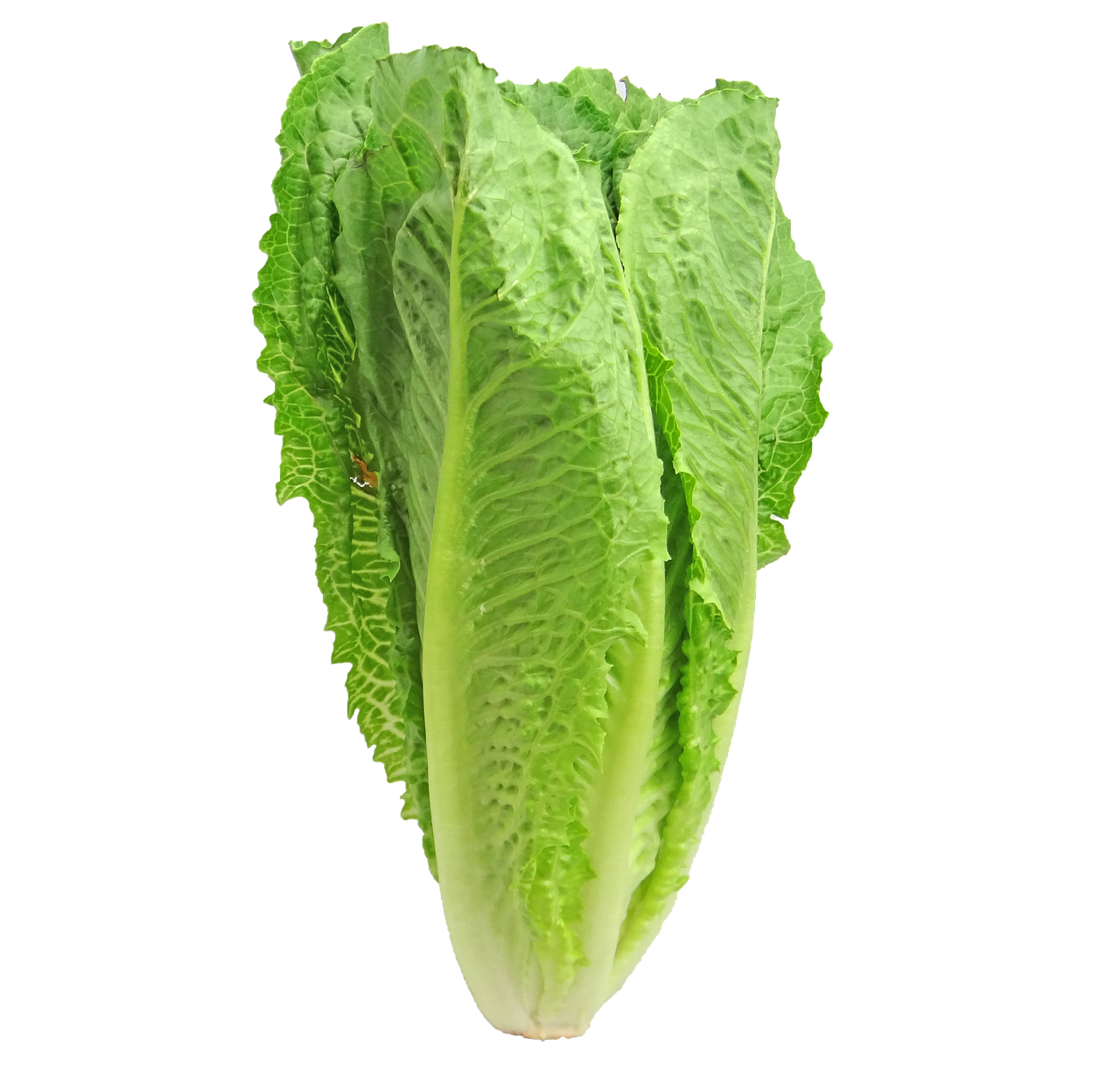 Image - lettuce romaine greens vegetable