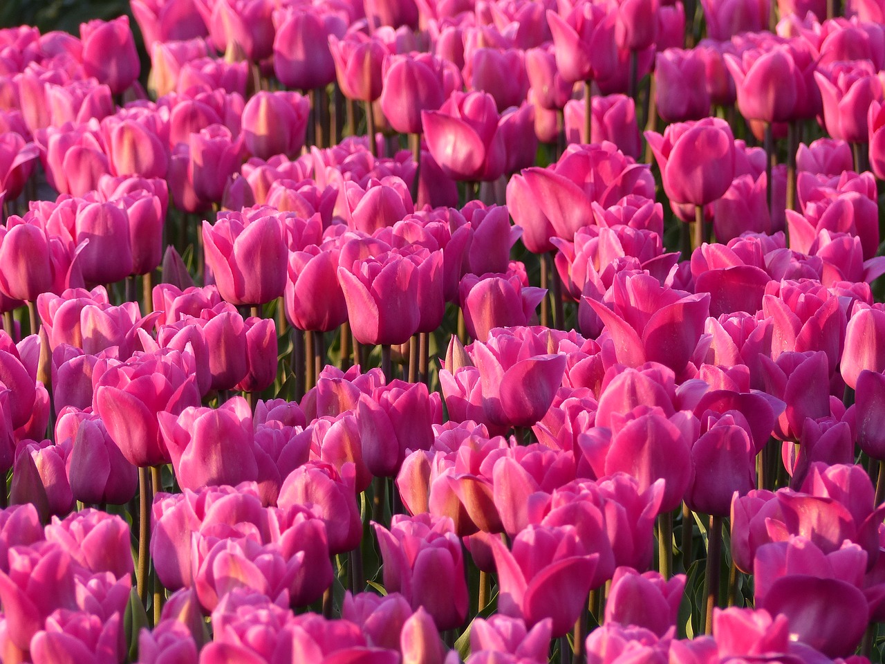 Image - tulips bulbs bulb pink