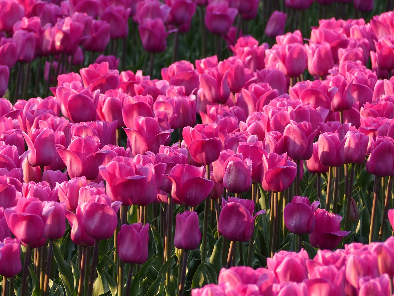 Image - tulips bulbs bulb pink