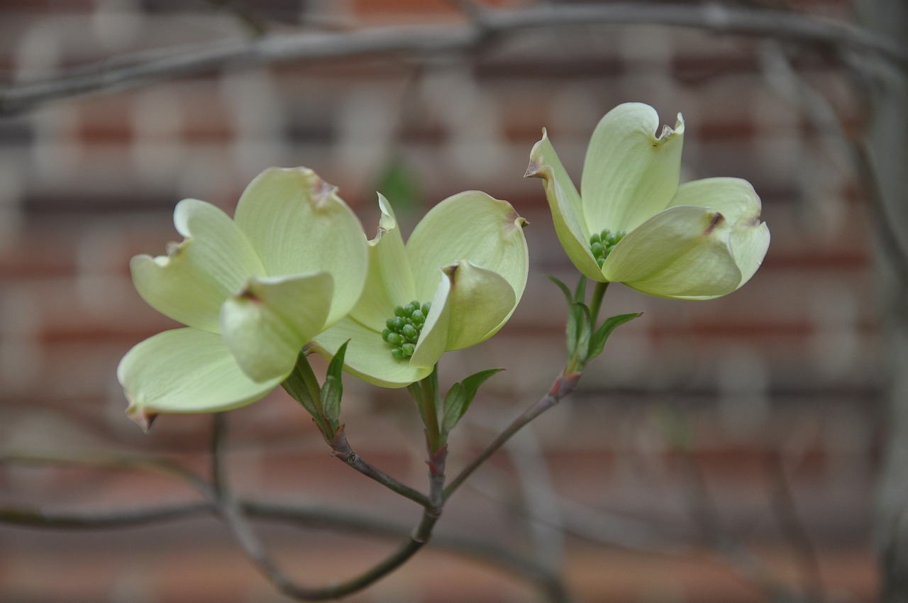 Image - dogwood flower plant spring flora