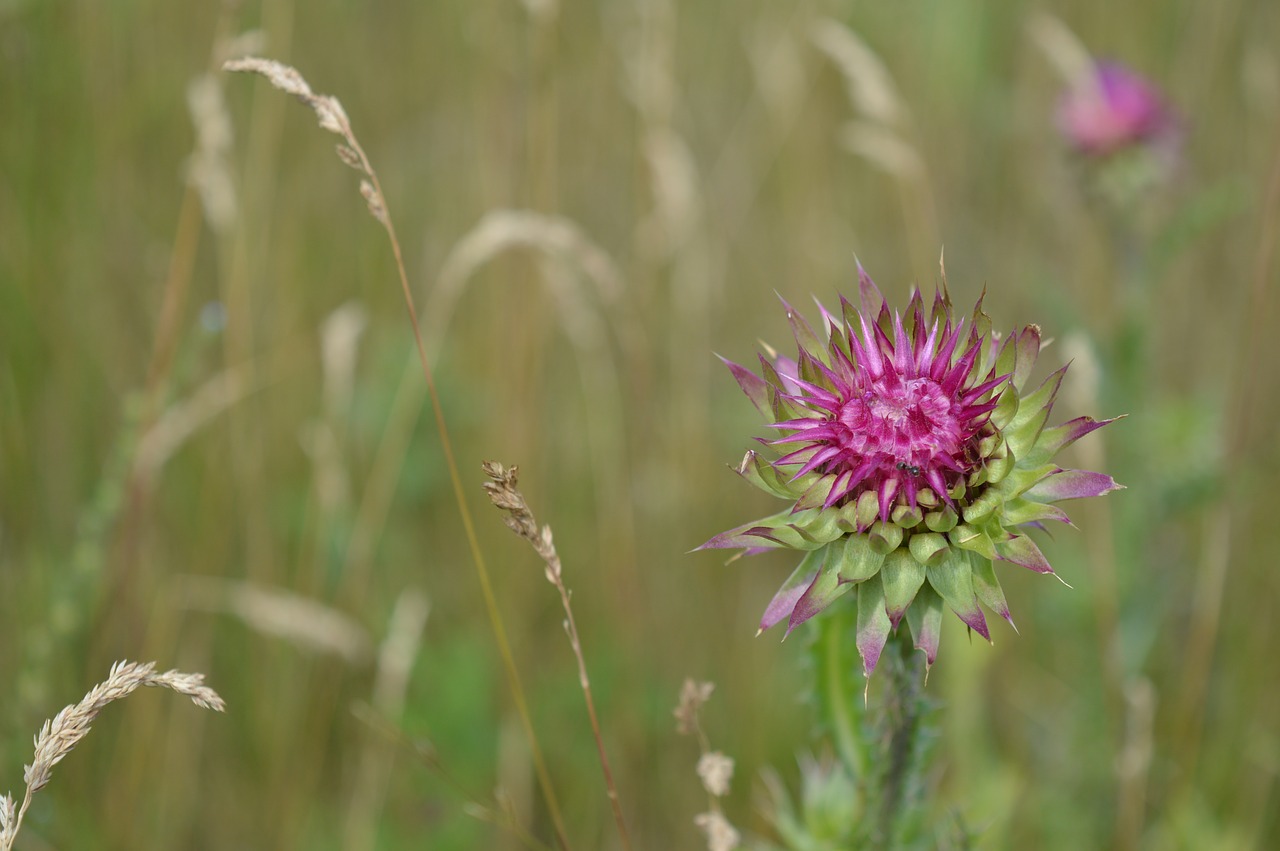 Image - thistle field the lone field meadow