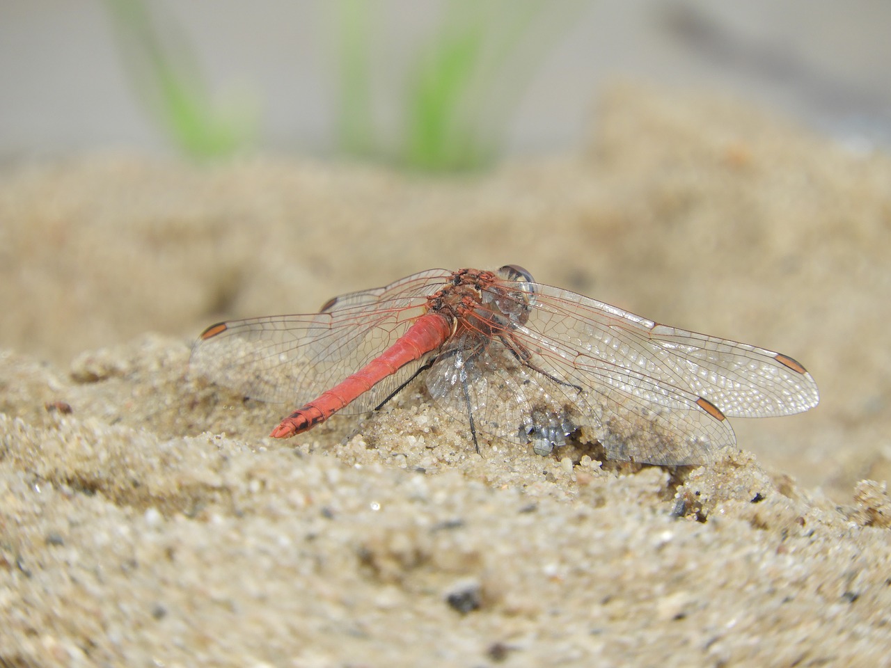 Image - dragonfly wing insect sand orange