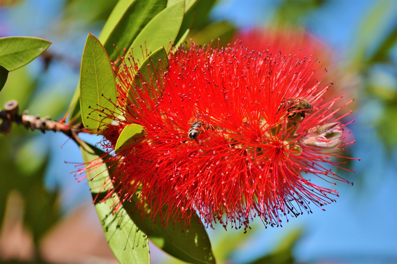 Image - lemon bottlebrush