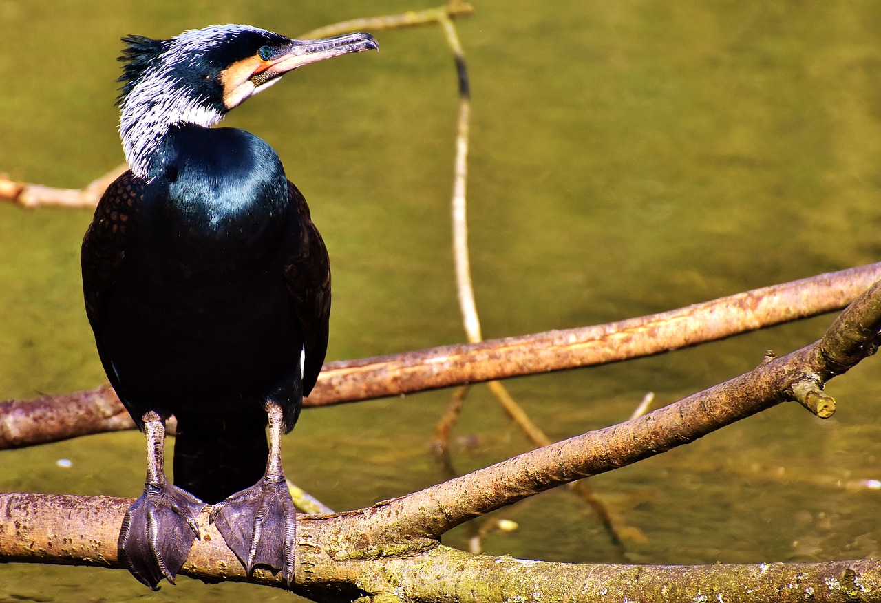 Image - cormorant phalacrocorax carbo black