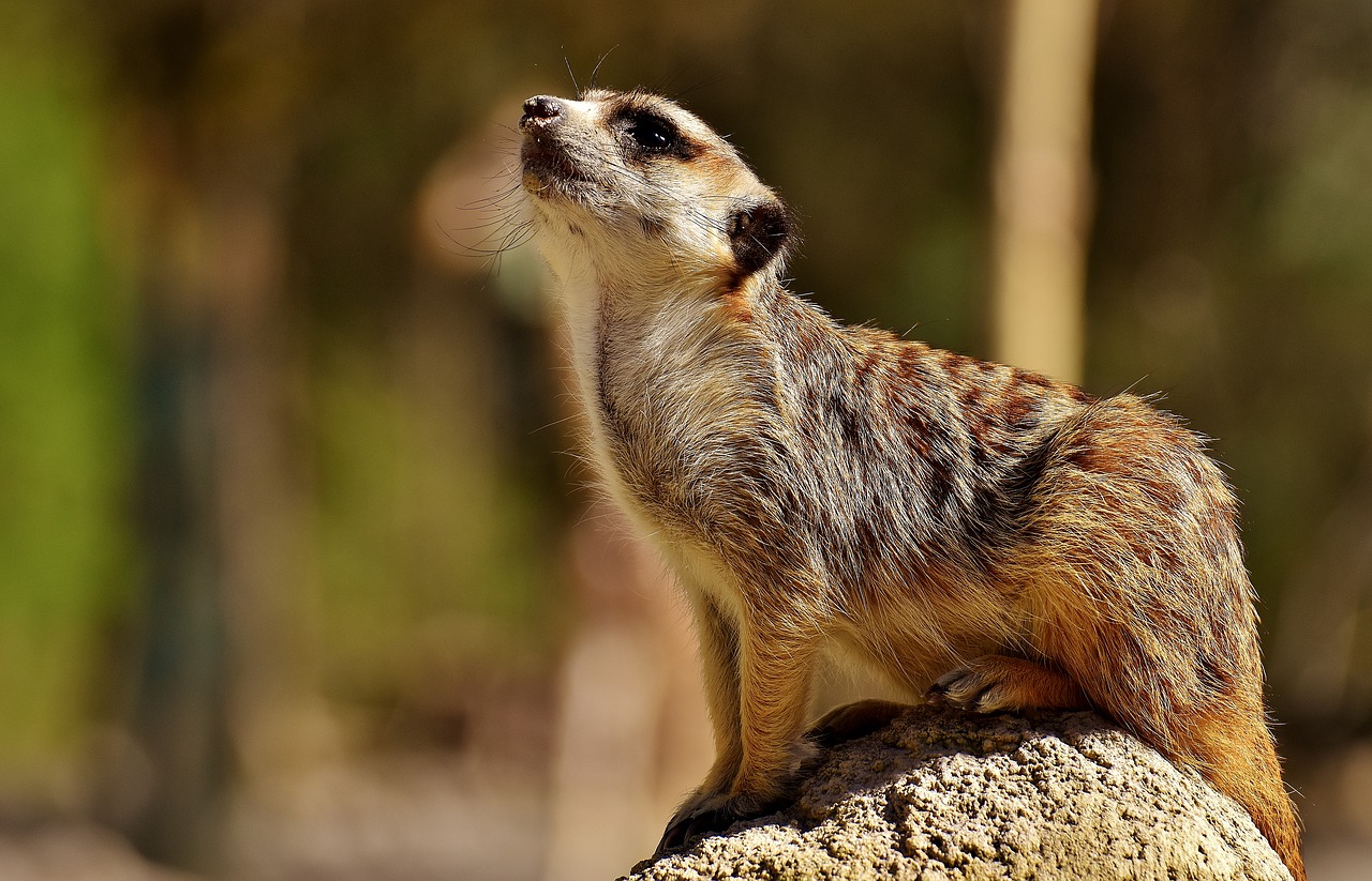 Image - meerkat cute curious animal nature