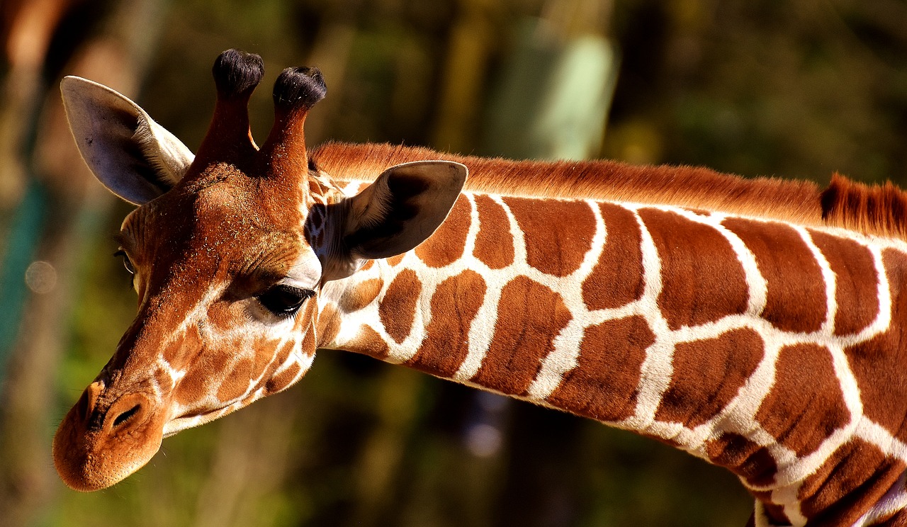 Image - giraffe zoo animal animal portrait