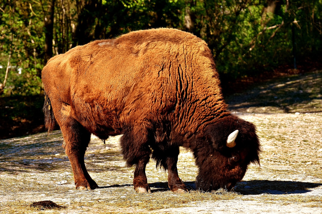 Image - bison wild animal animal world