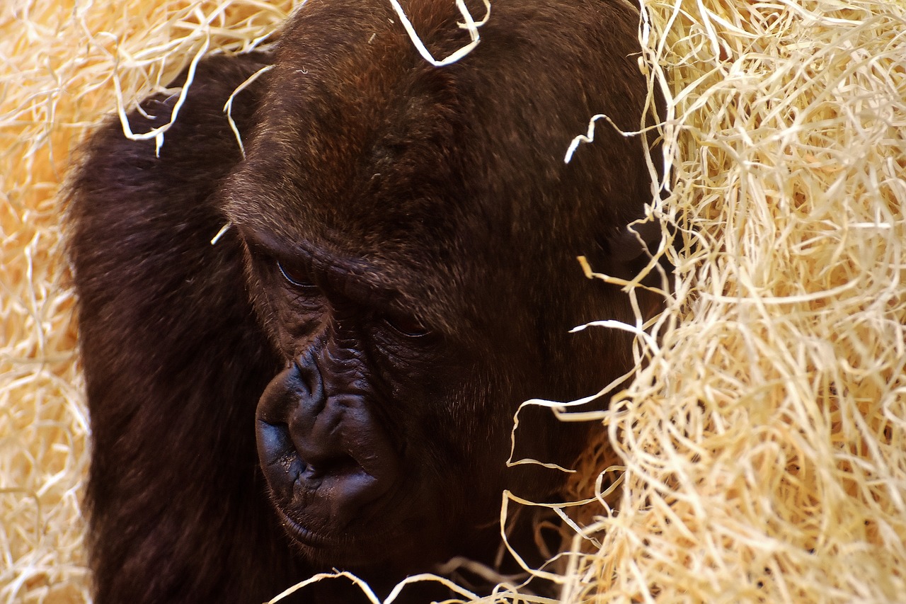 Image - gorilla monkey animal zoo furry