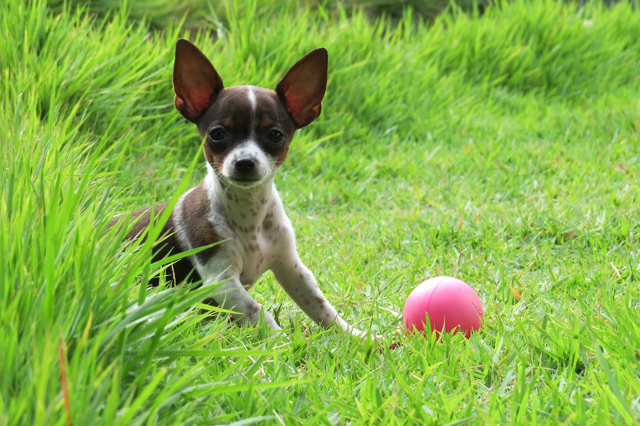 Image - pooch dog ball green ears animal