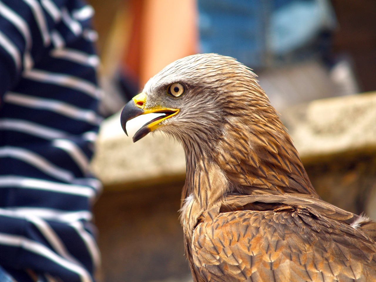 Image - aguila ave trained birds of prey
