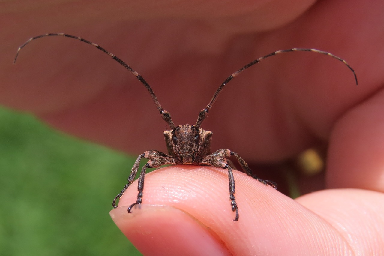Image - insect beetle arthropod animal