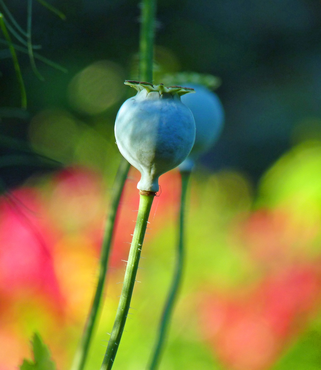 Image - flower poppy pistil garden field