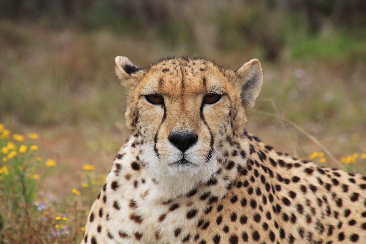 Image - cheetah predator wild animal speed