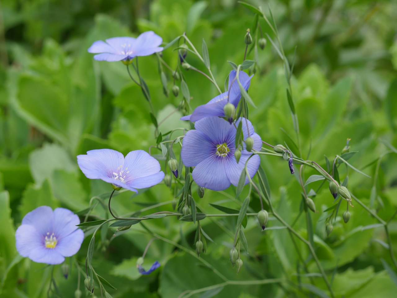 Image - len flowering flax blue flowers