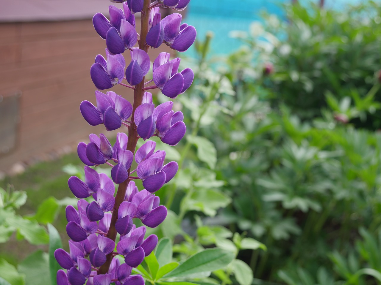 Image - lupine purple lupine wild flower