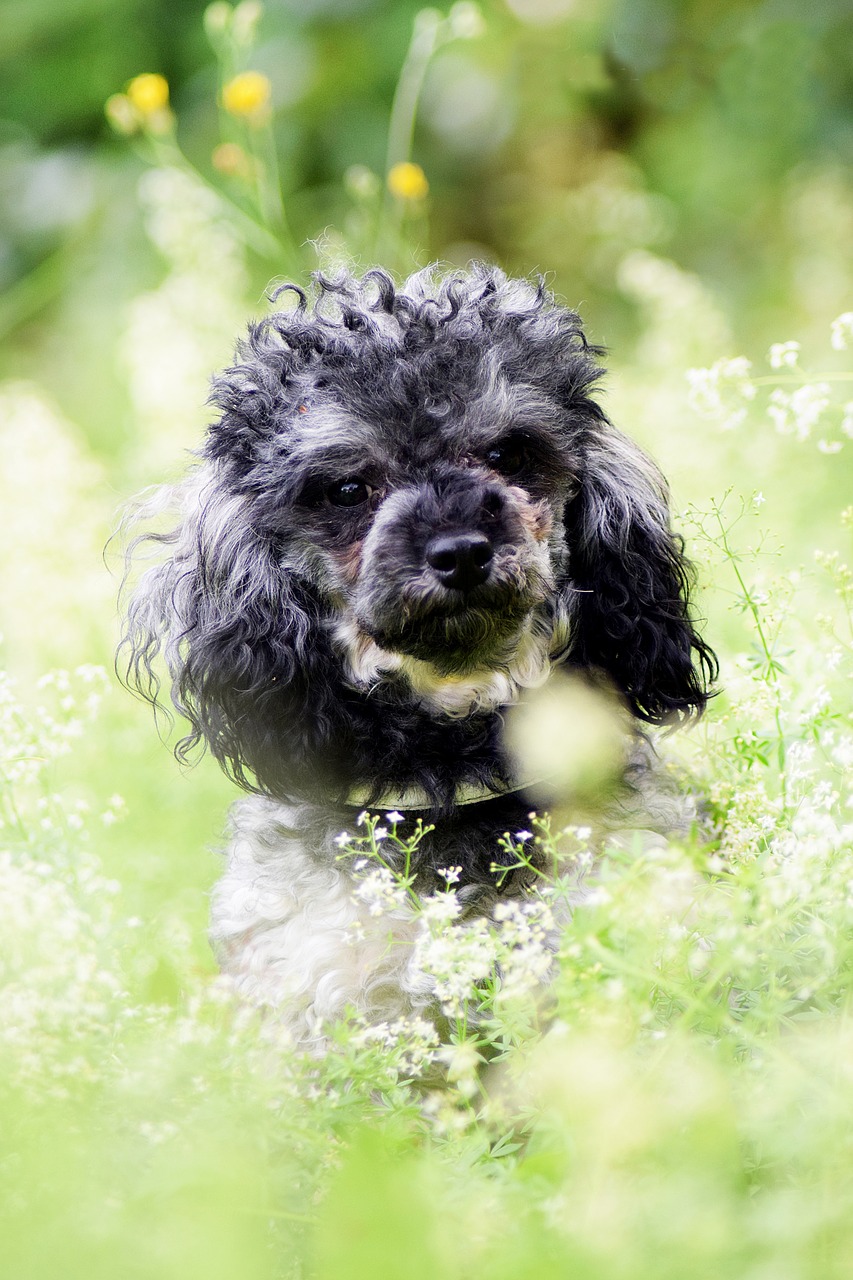 Image - miniature poodle dog poodle summer