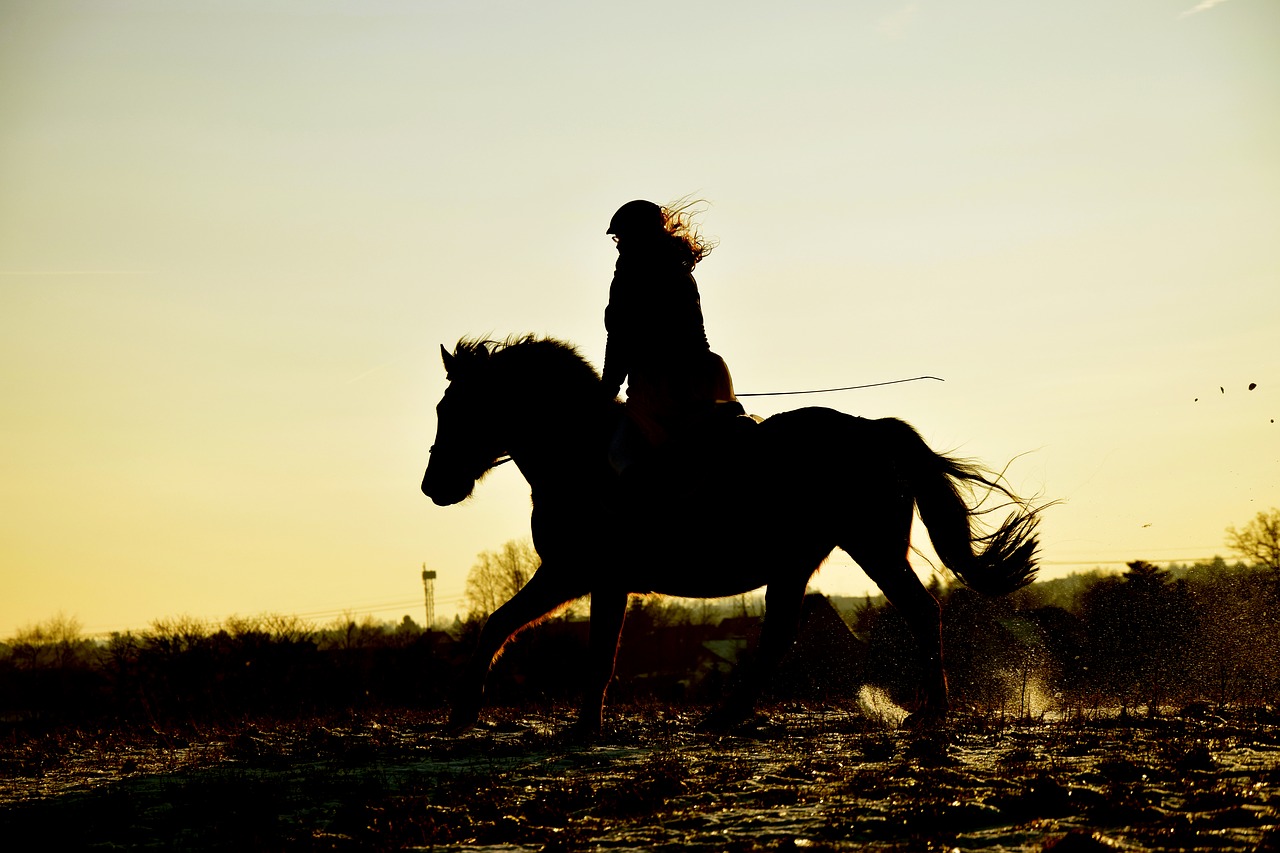 Image - horse sunset silhouette black ride