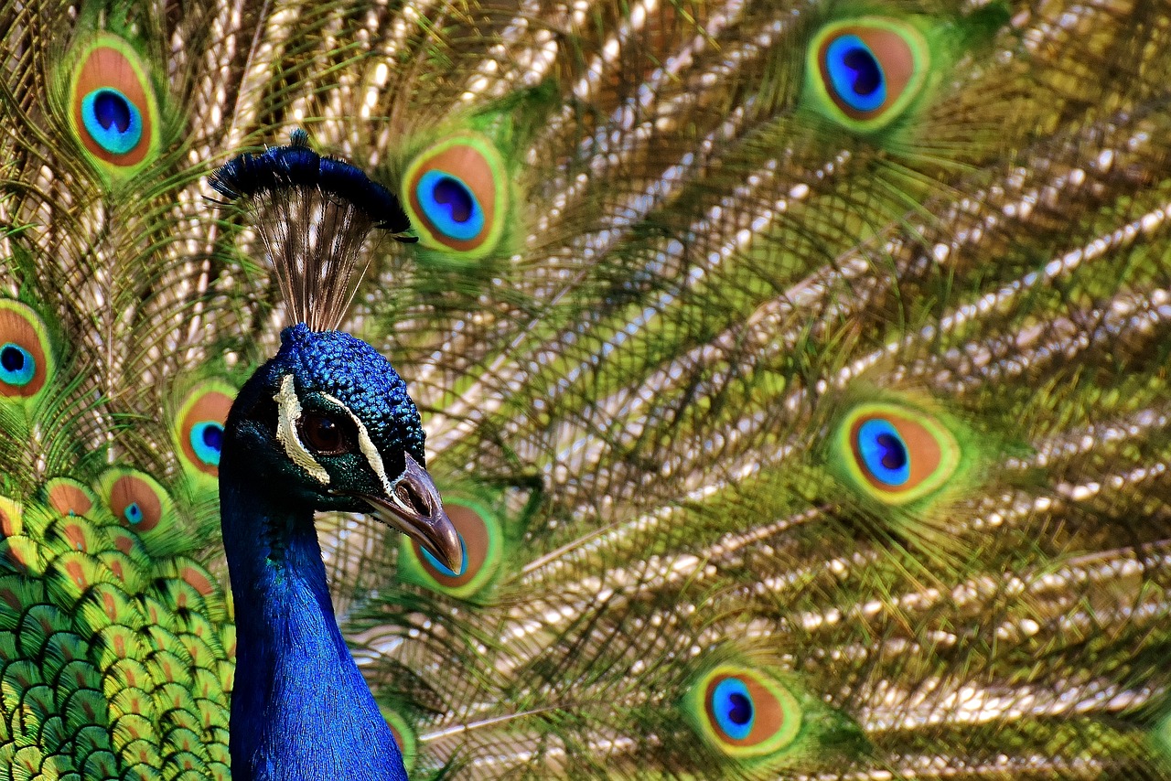 Image - peacock peacock feathers colorful