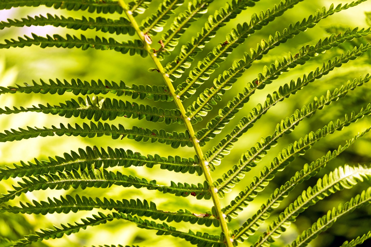Image - fern green fern plant fiddlehead