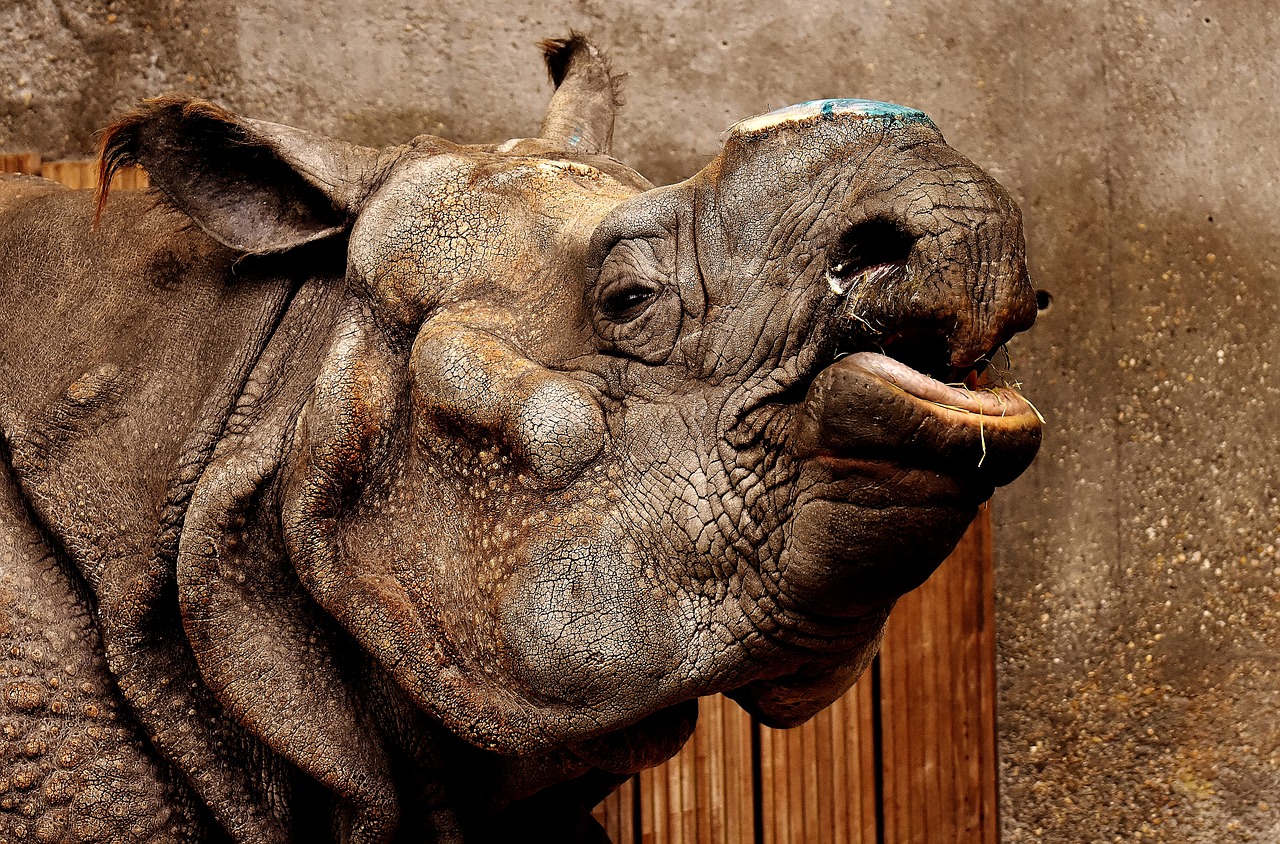 Image - rhino animal animal world pachyderm