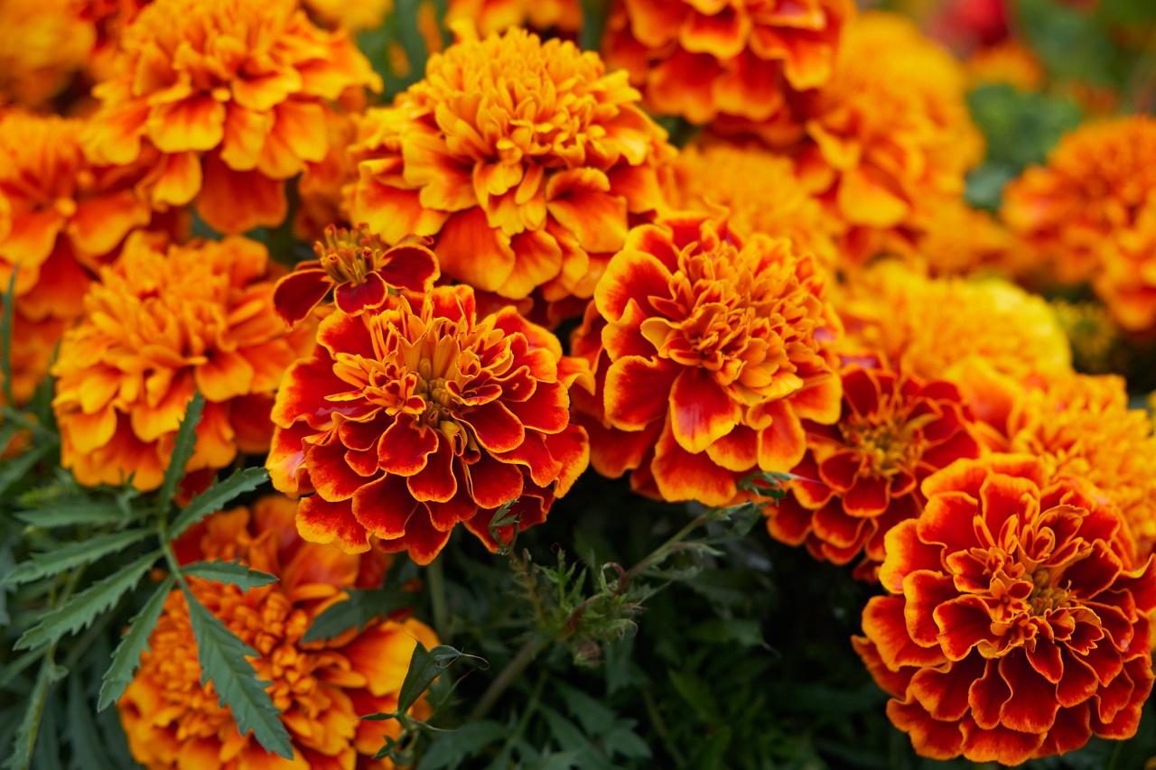 Image - flower blossom bloom yellow orange