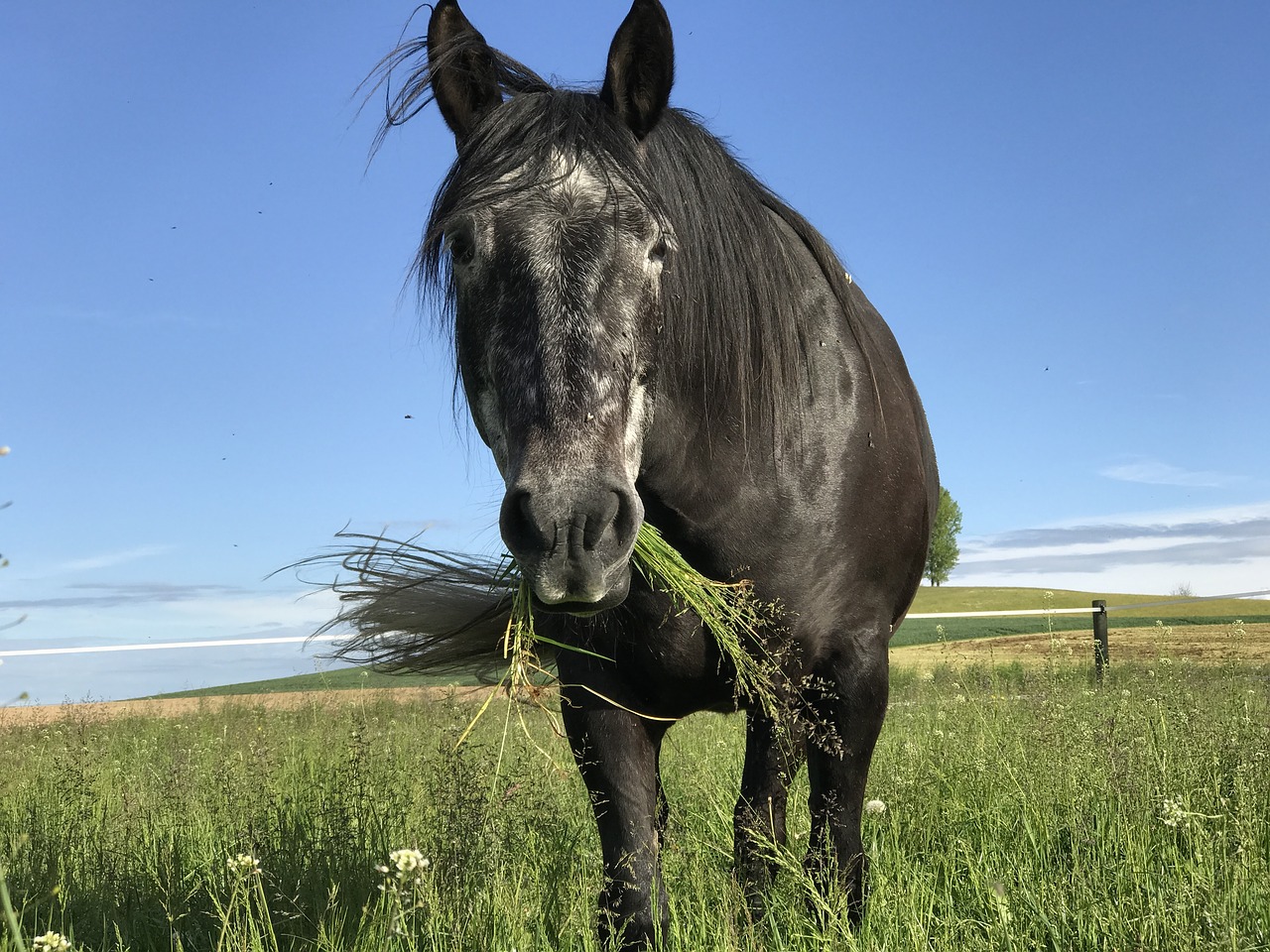 Image - horse andalusians mold