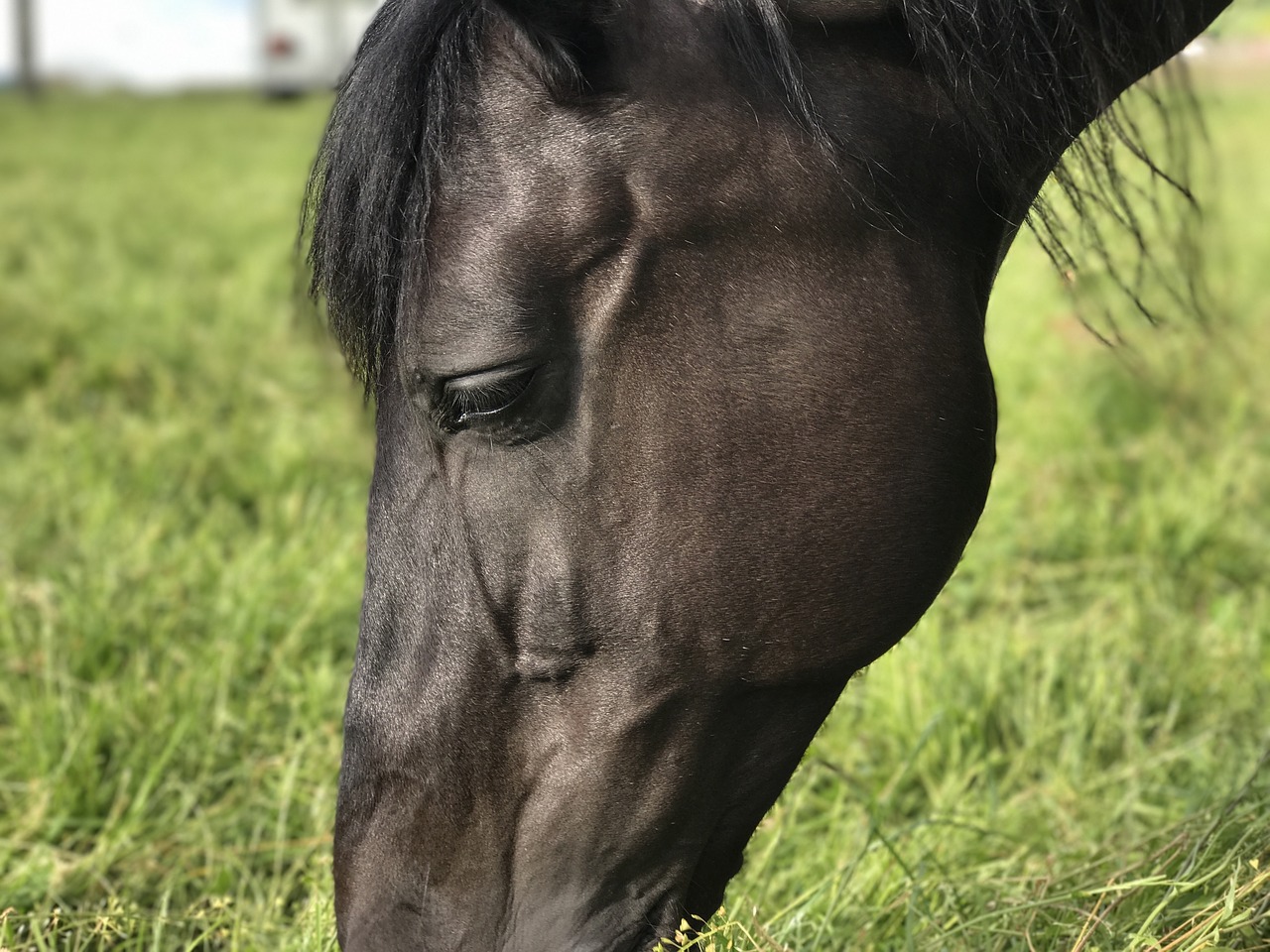 Image - horse andalusians mold