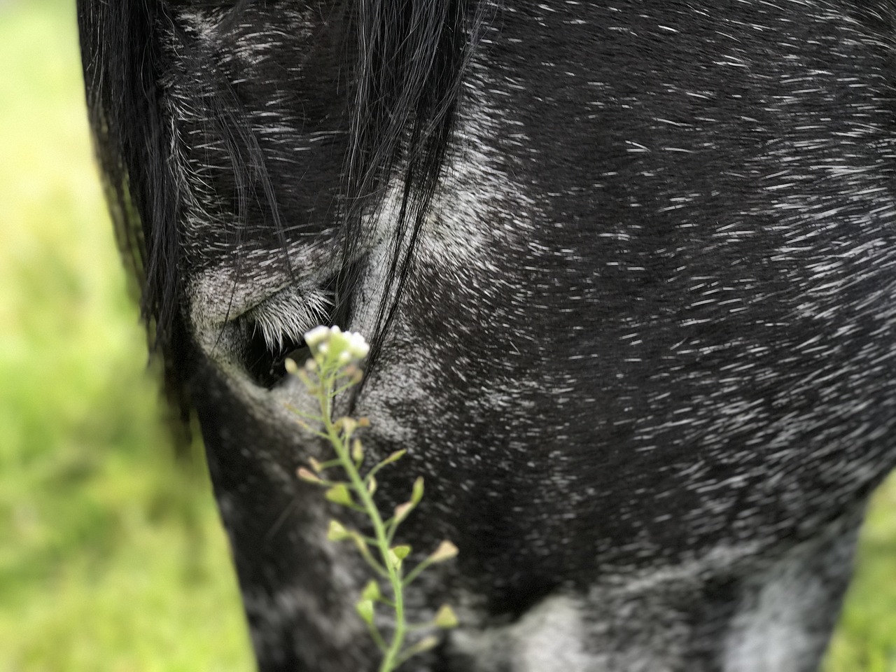 Image - horse andalusians mold