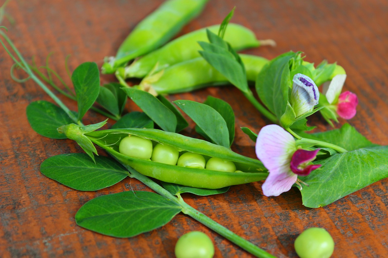 Image - peas pods green flowers vegetables