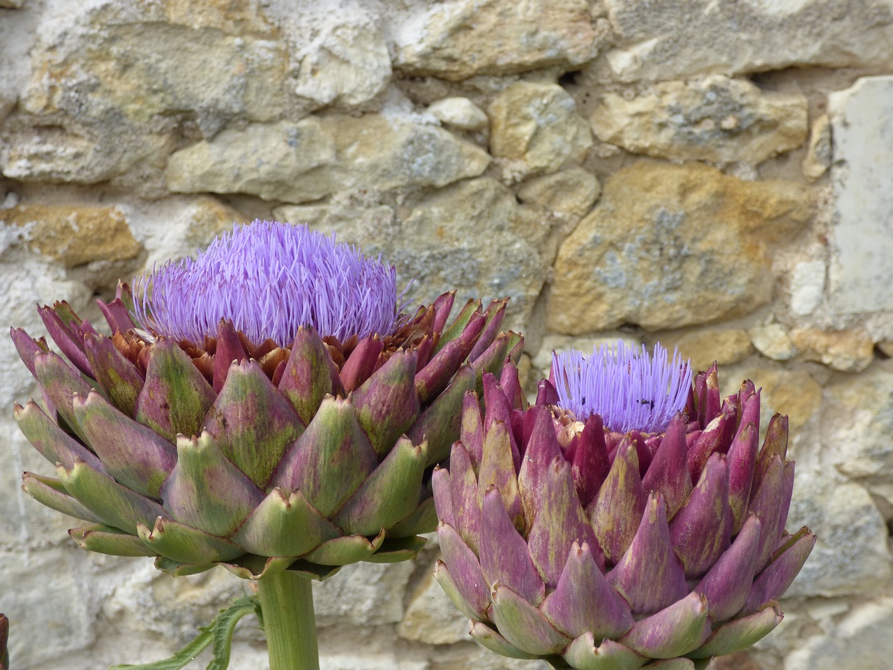 Image - flower artichoke flowering