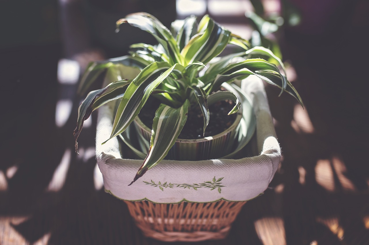 Image - good morning office plant happiness