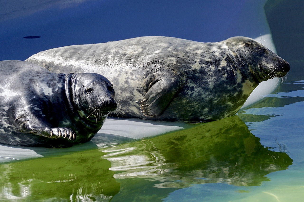 Image - seal aquarium water seal station