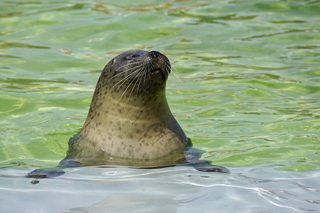 Image - seal aquarium water seal station