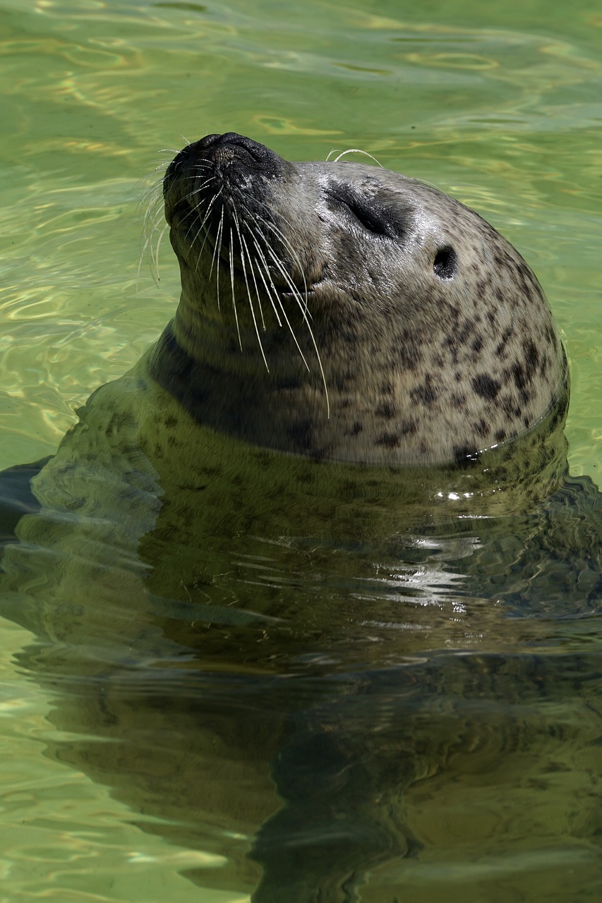 Image - seal aquarium water seal station