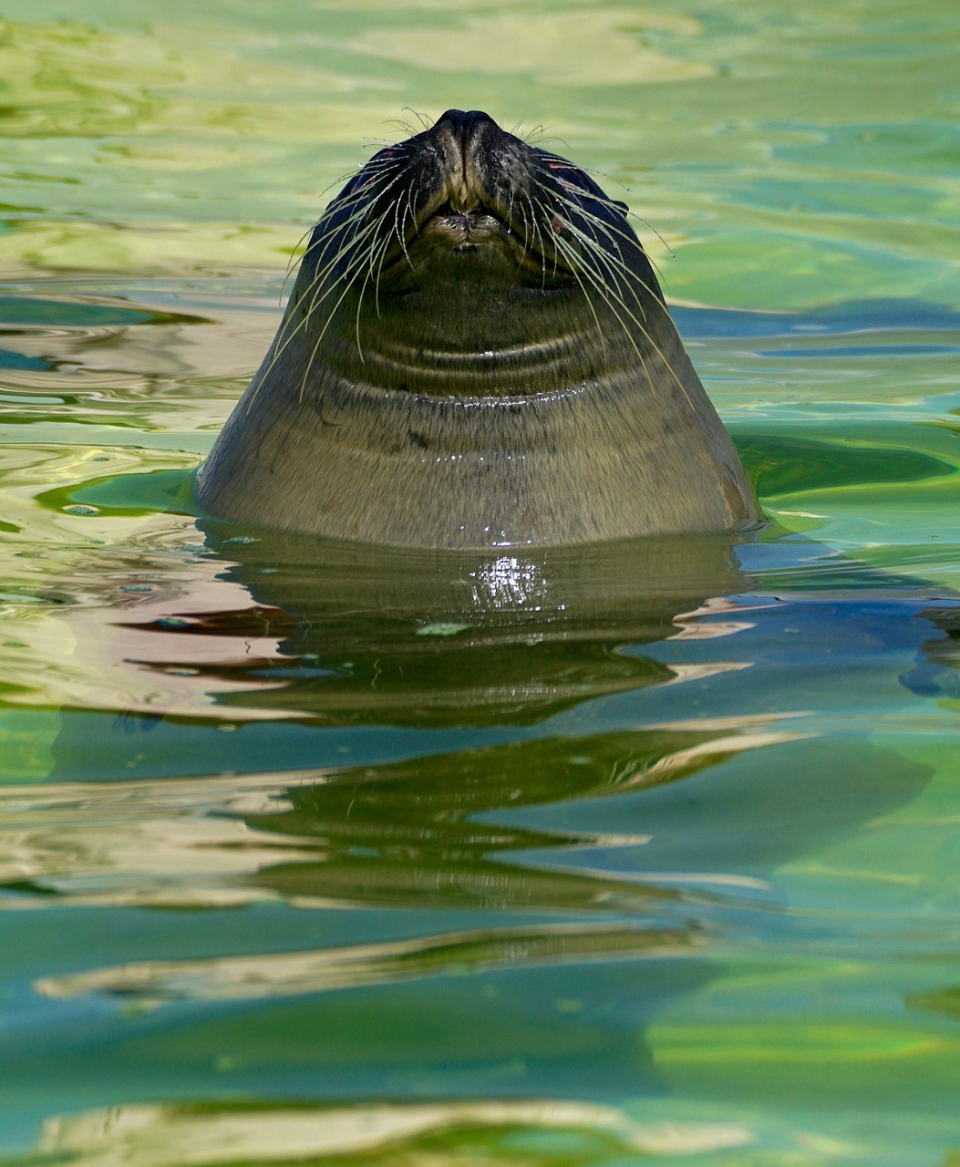 Image - seal aquarium water seal station